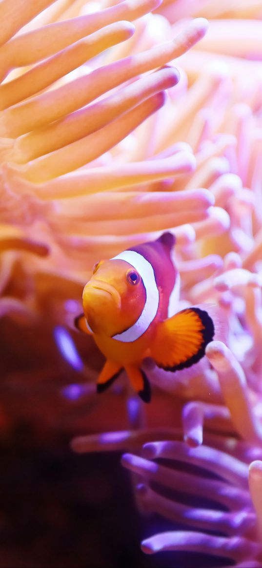 clown fish, fish, corals, underwater world, water