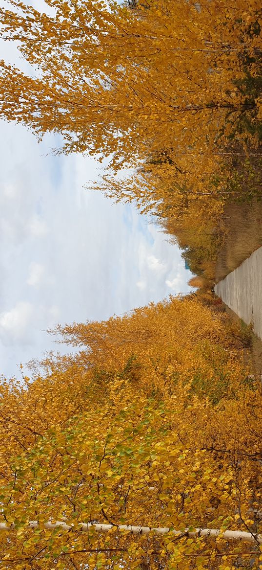 trees, alley, autumn, nature, yellow