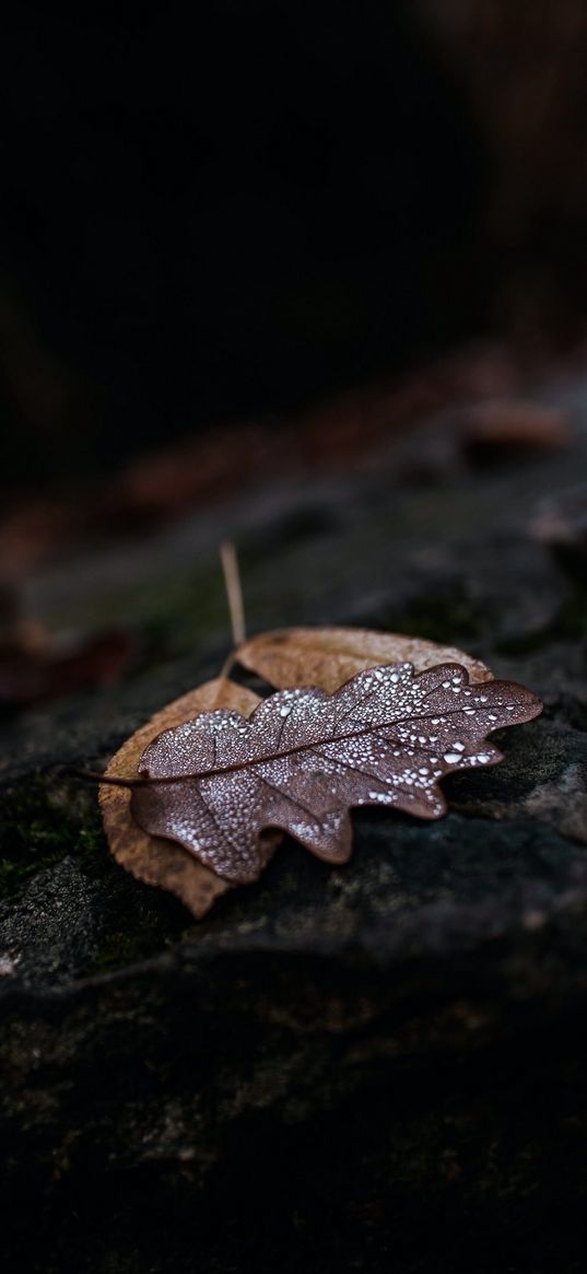 macro, waterdrop, leaves, autumn
