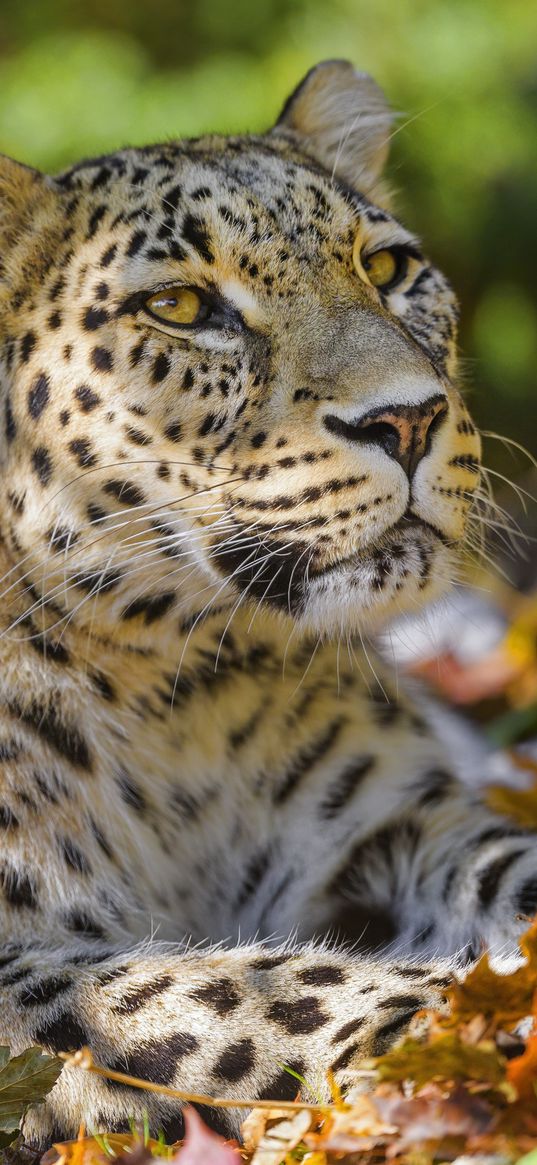 leopard, animal, predator, glance, fallen leaves