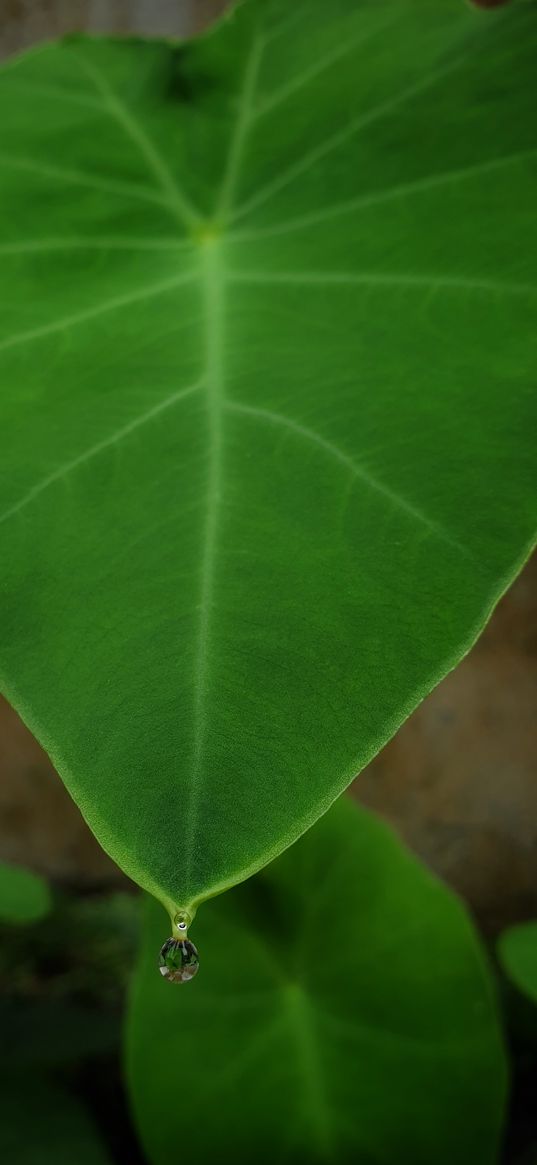 water drop, leaf, nature