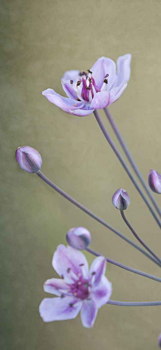 flowers, plant, macro, sprouts