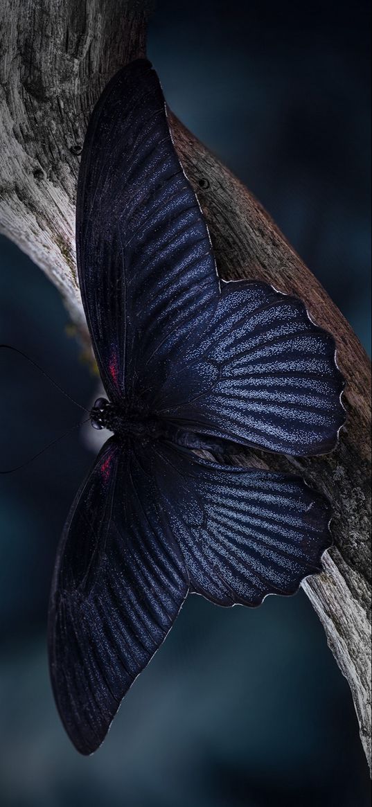 macro, butterfly, branch