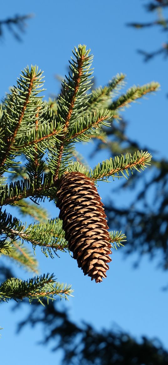 spruce, branches, needles, pine cone, macro