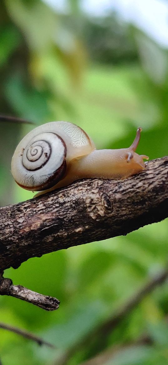 snail, branch, macro