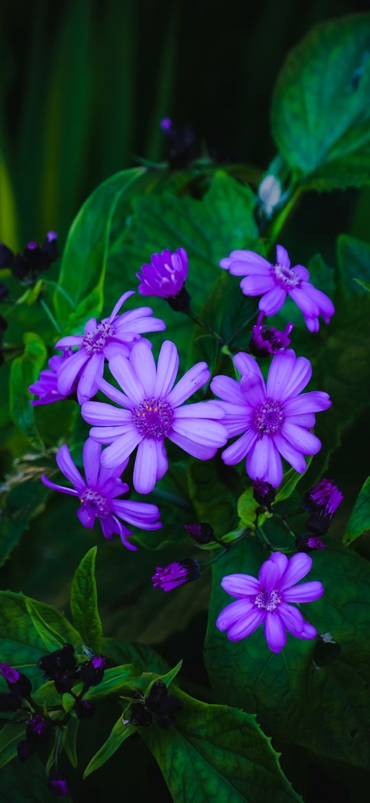 flowers, leaves, petals, purple, green, macro