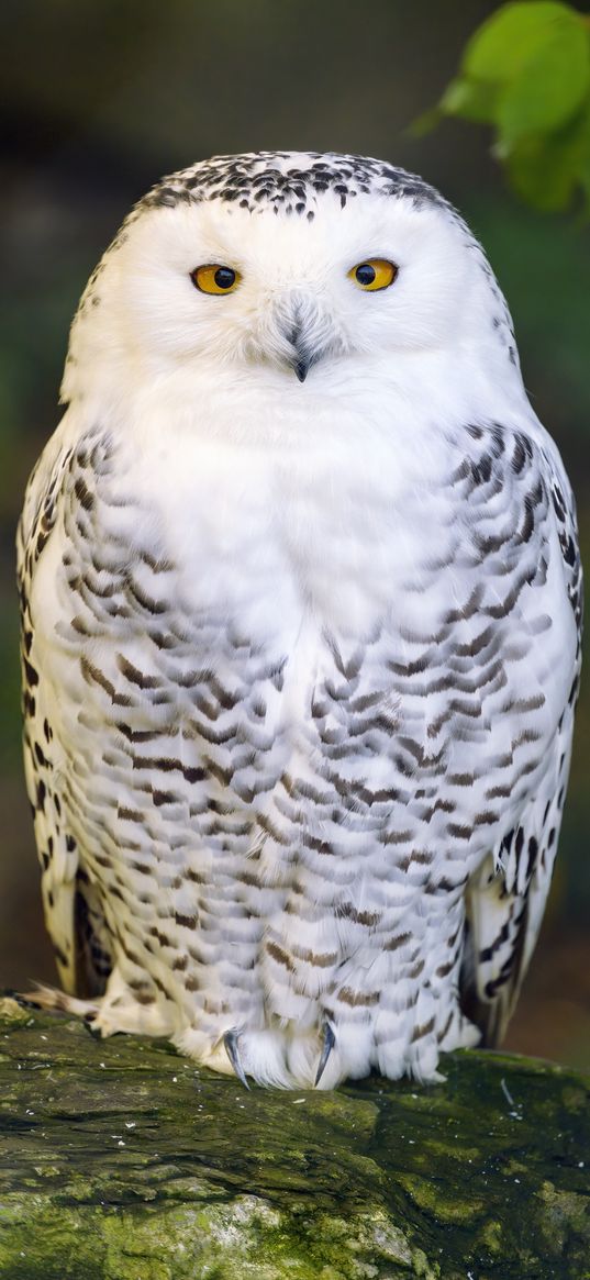 owl, bird, feathers, glance, wildlife