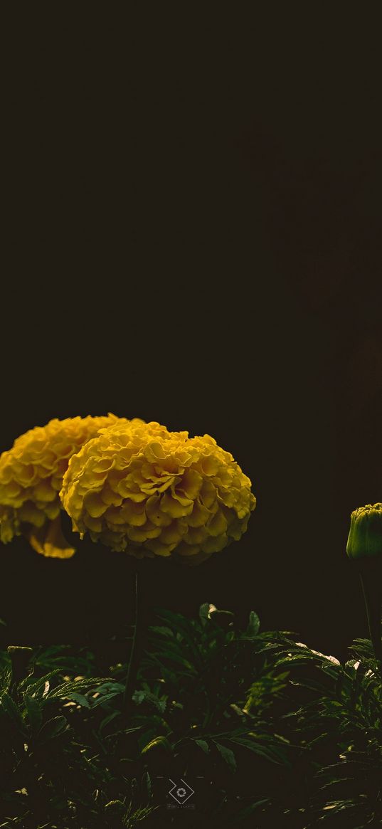 marigold, yellow flowers, yellow, dark, black background