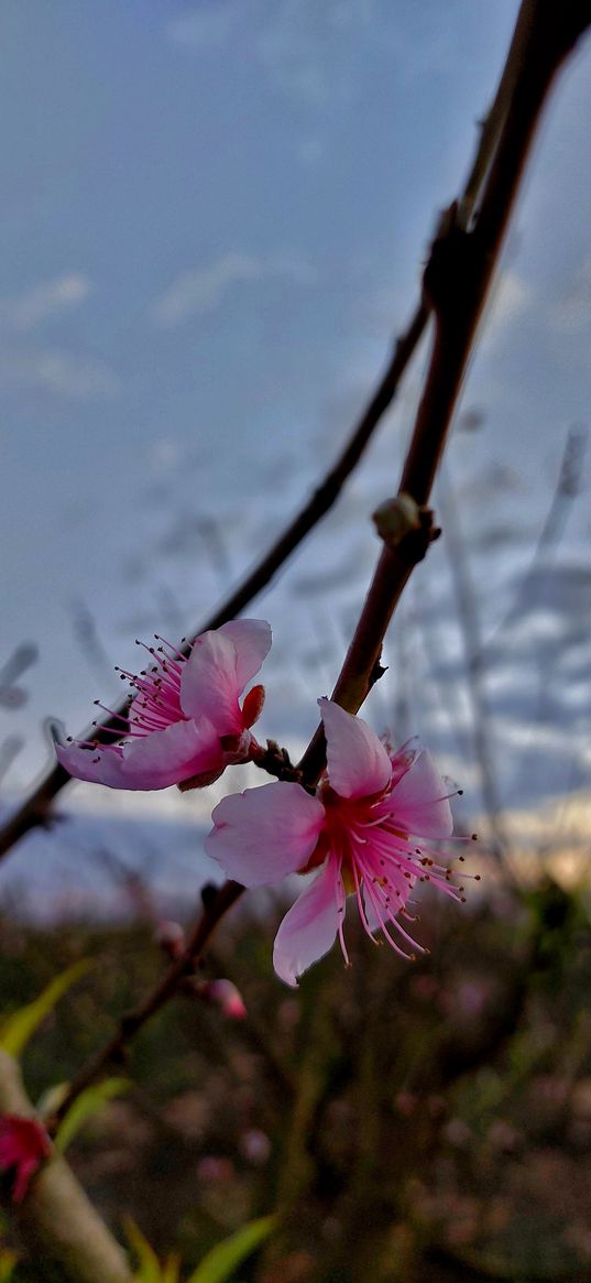 peachtree, flowers, trees, peach, bloom