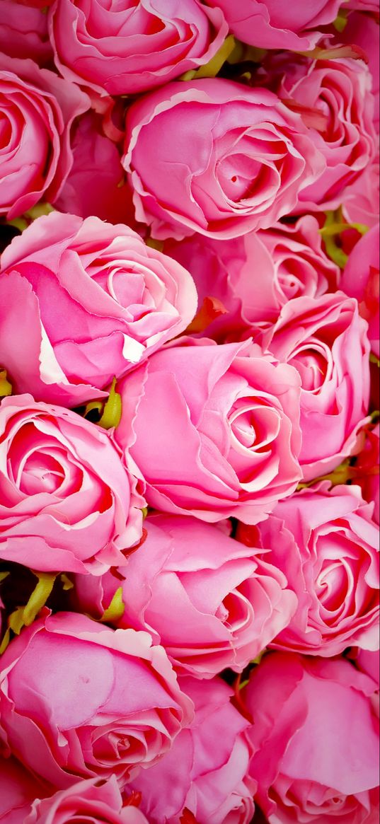 pink roses, rose, pink, flowers, bud