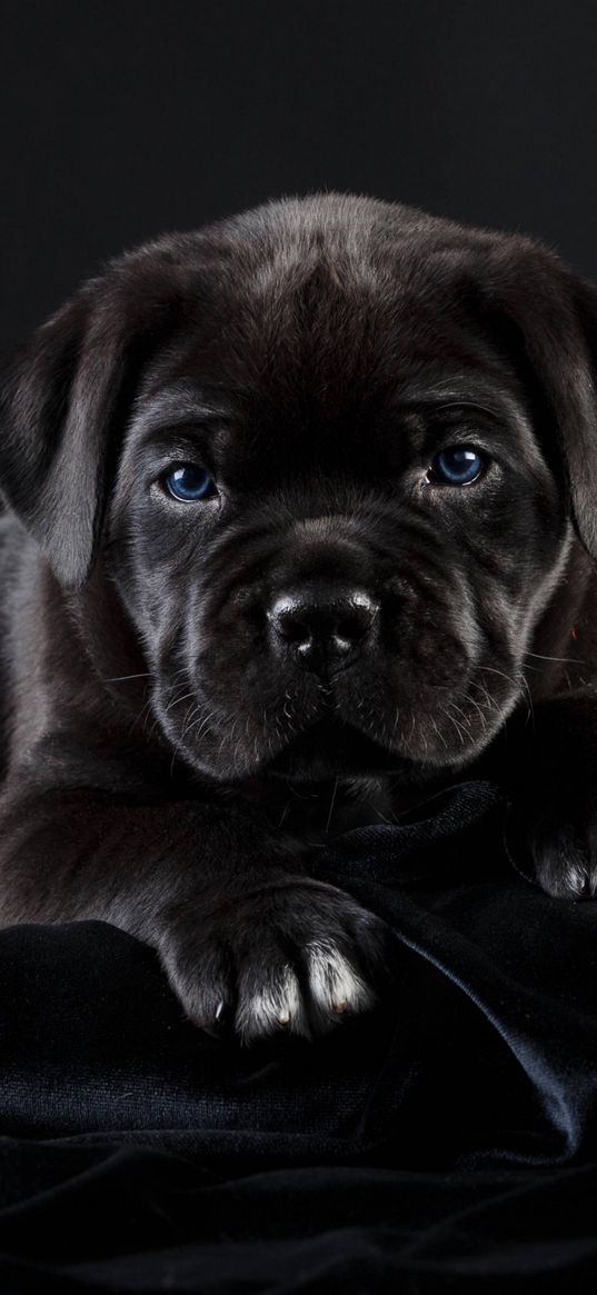 puppy, black, blue eyes