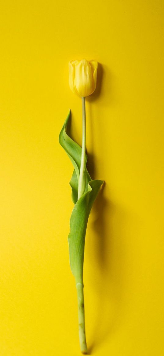 tulip, flower, yellow background