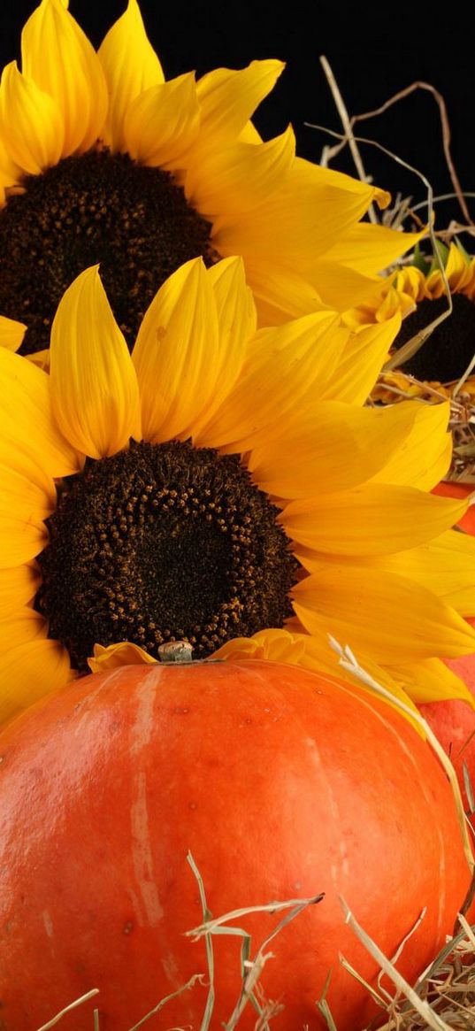 sunflowers, pumpkins, straw, leaves