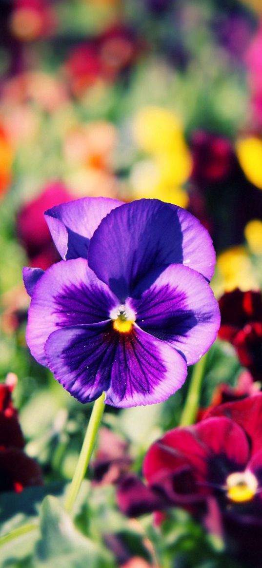 pansies, flowers, bright, colorful, different, close-up