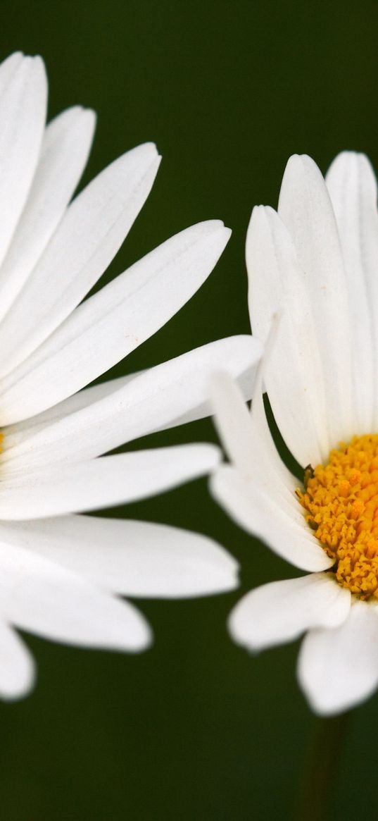 chamomile, flowers, two, white, close-up