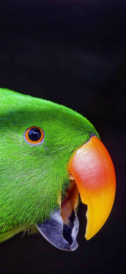 parrot, bird, beak, bright