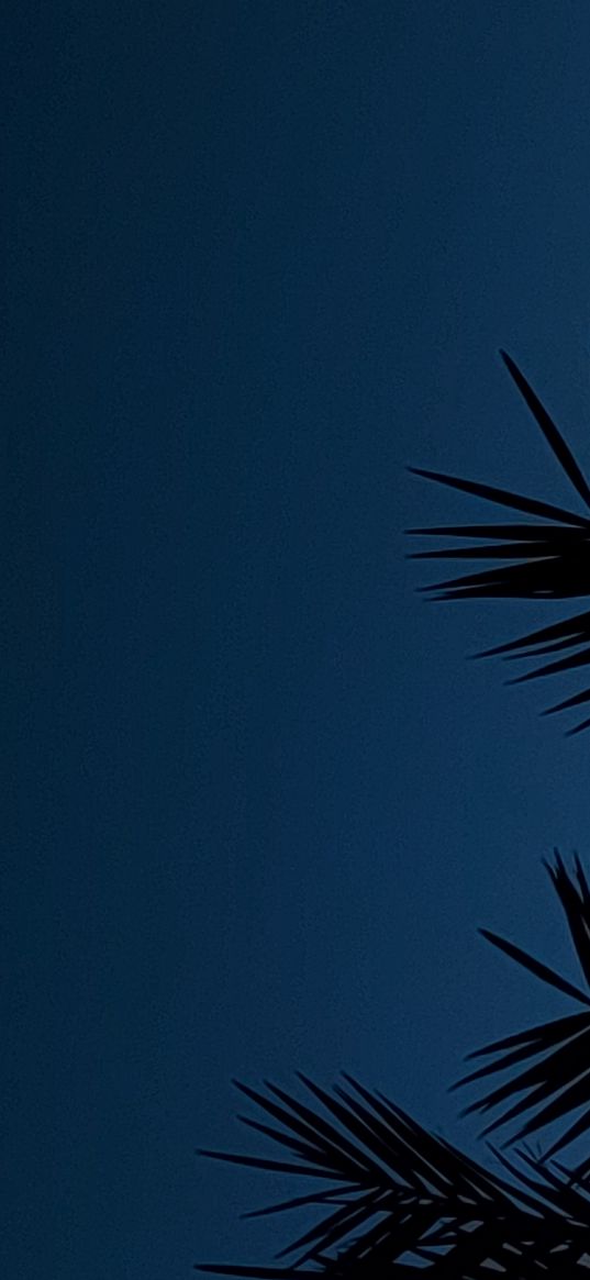 palm tree, twilight, oman, blue sky