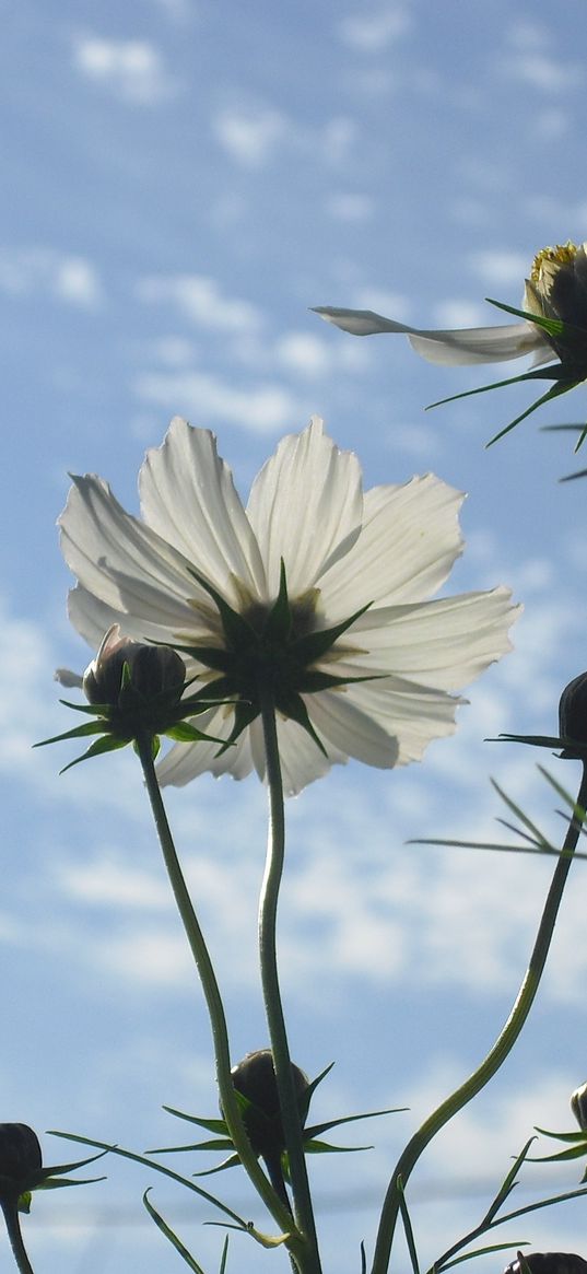 flowers, sky, clouds, stems