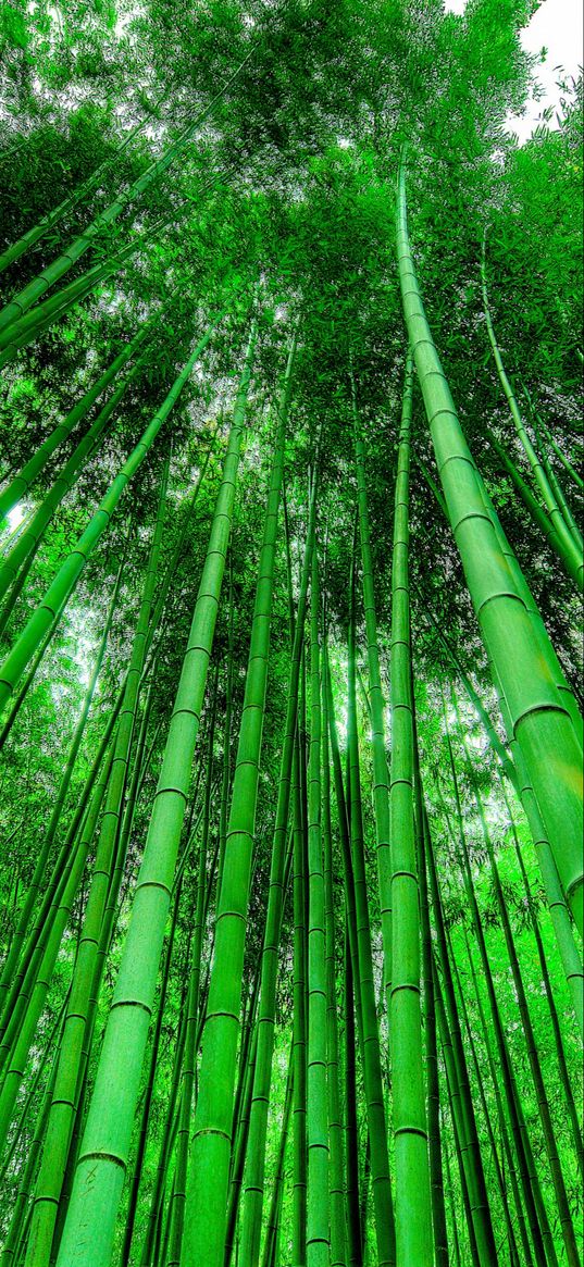 bamboo, plants, nature, bottom view, green