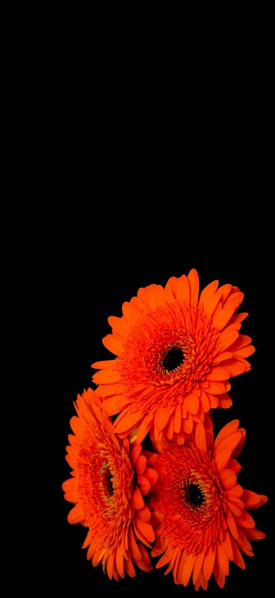 flowers, gerberas, orange color, black background