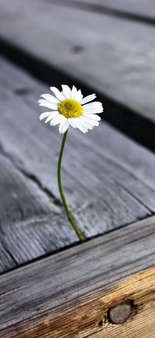 daisy, flower, boards, nails