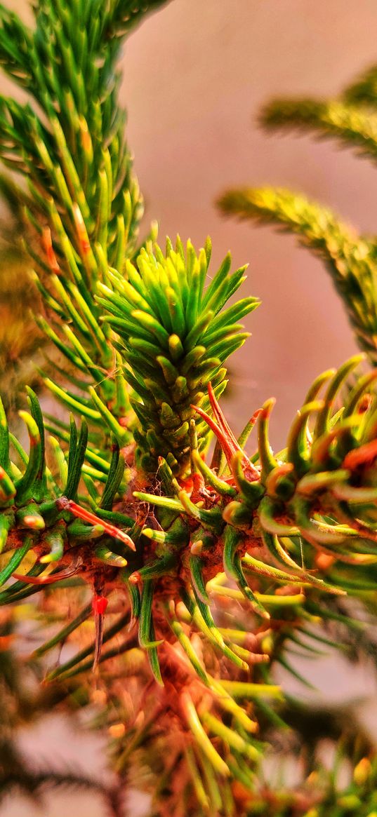 pine, spruce, needles, sunlight, macro