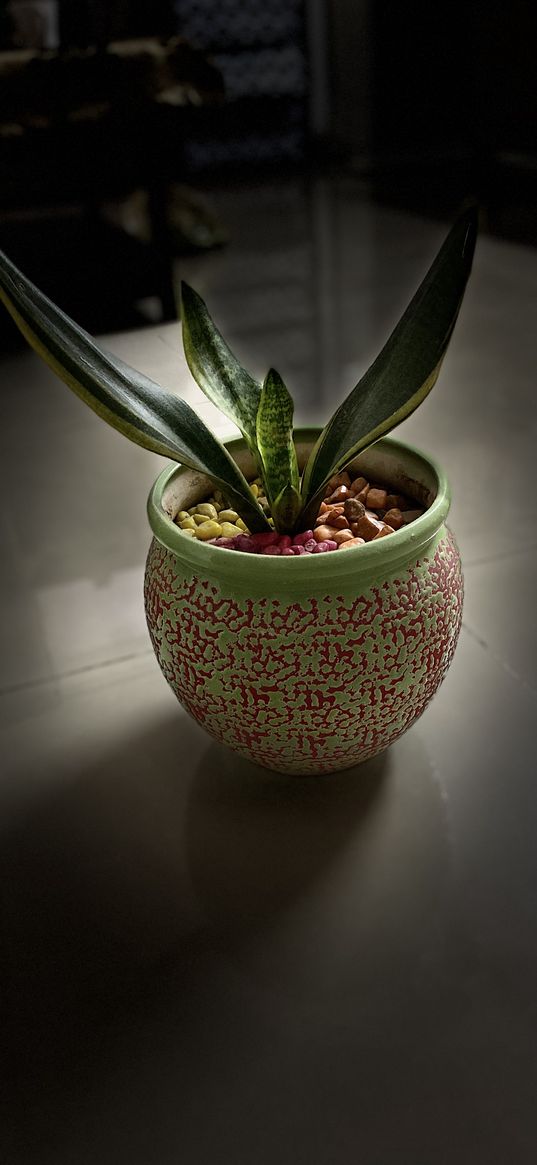 flower, plant, flowerpot, decor, snake plant