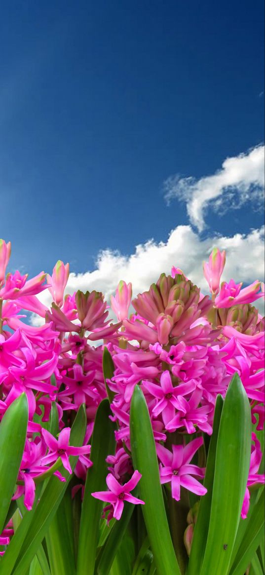 flowers, hyacinth, pink color, sky