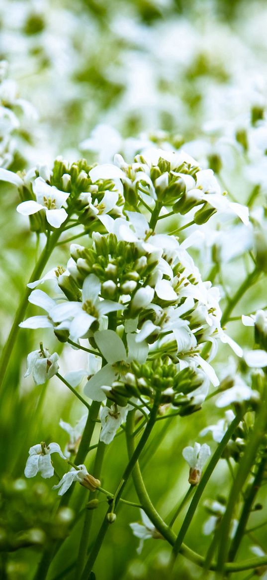 flowers, white, nature, plants