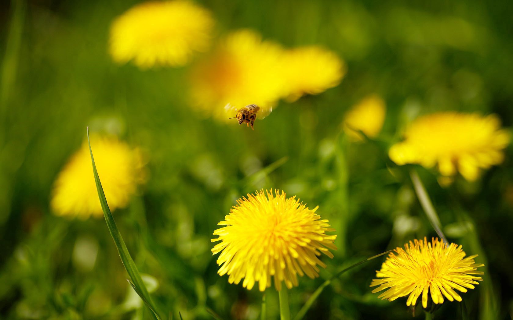 dandelions, flowers, grass, bee, fly