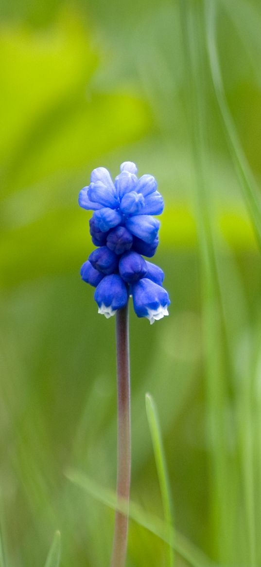 muscari, flower, one, grass, blurring