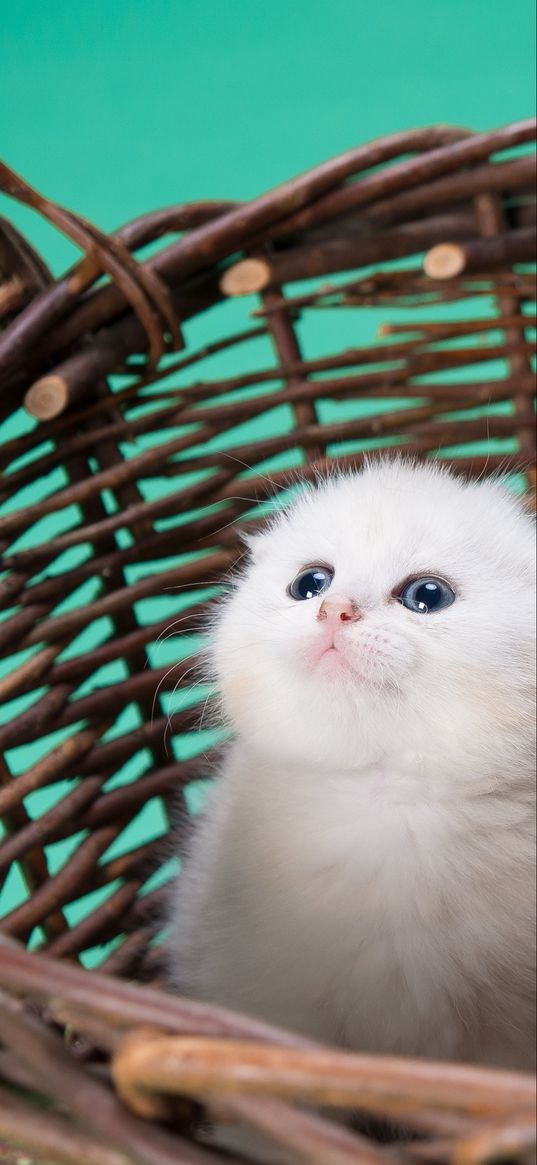 kitten, white, basket, look up