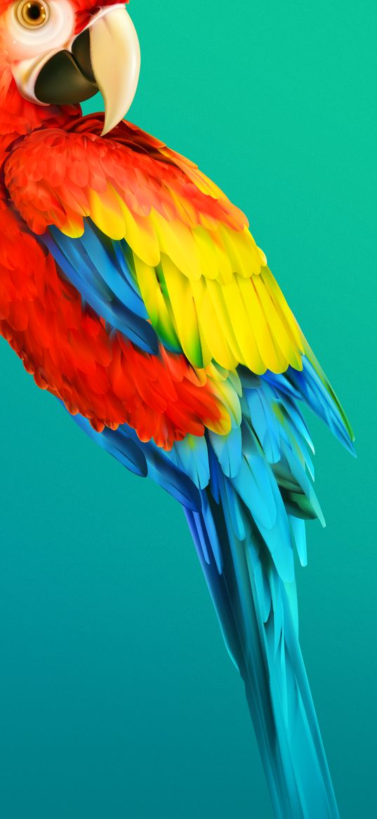 parrot, cockatoo, bright color, turquoise background