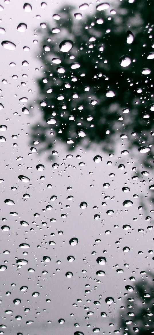 raindrop, drop of water, window, tree, rain