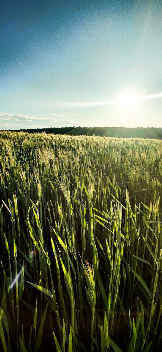 ears of corn, field, sky, green