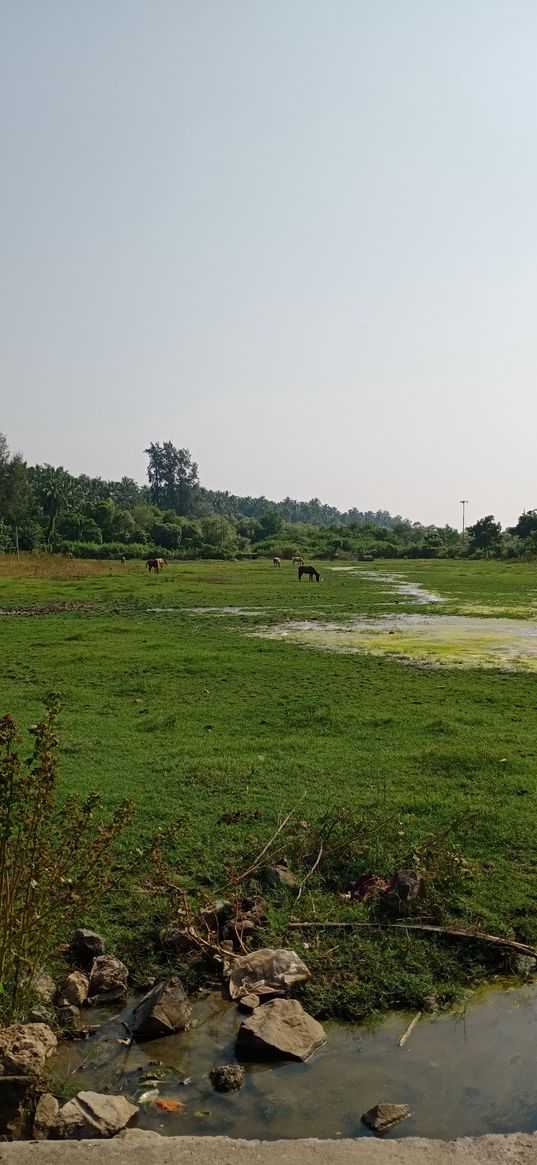 cattle, grass, green