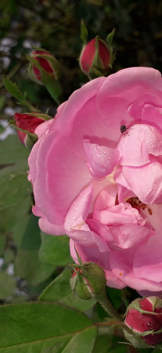 flower, rose, pink rose