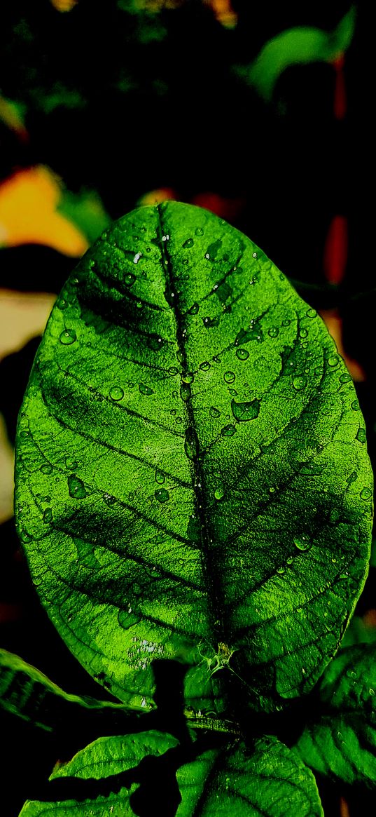 tree, green, nature, 4k, rain, leaf