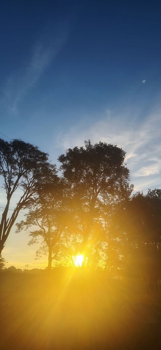 nature, sunshine, trees