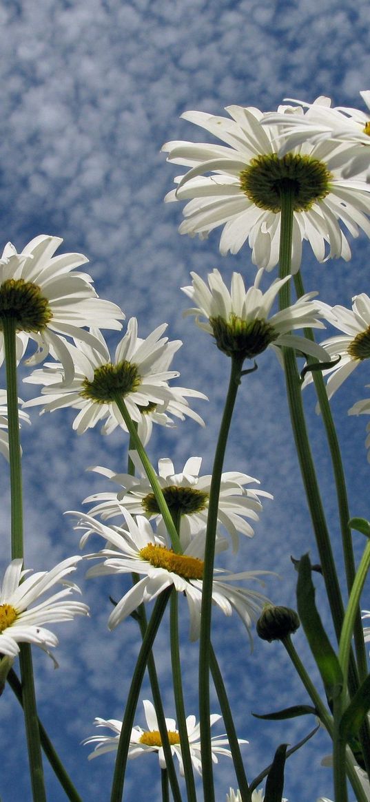 daisies, flowers, sky, clouds, summer