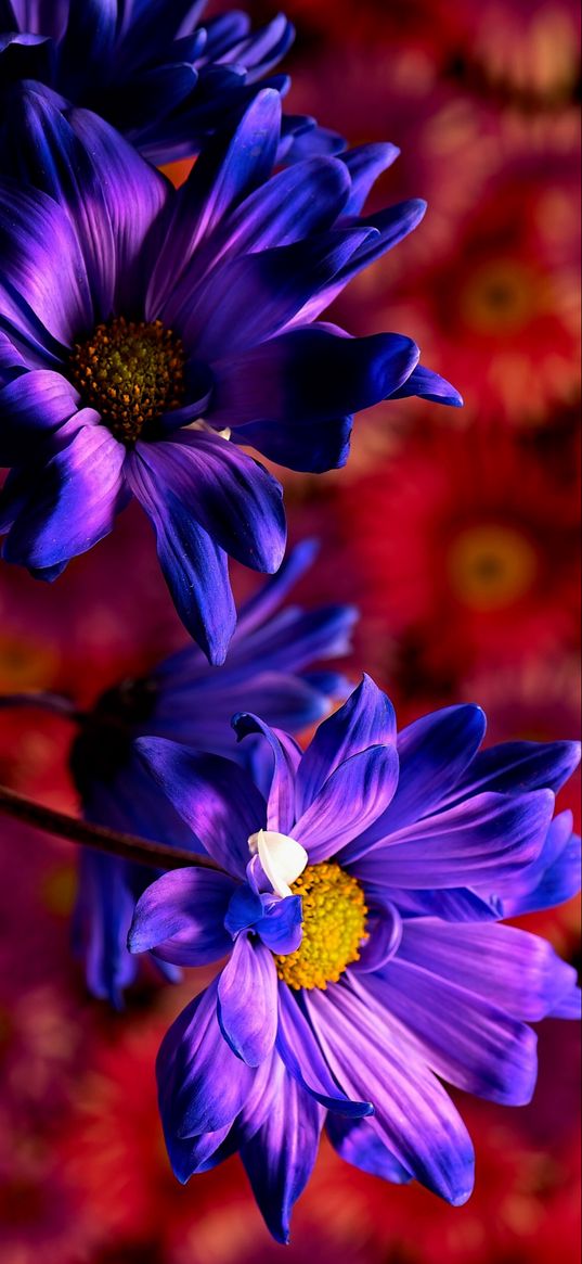 aster, flowers, purple, purple flowers