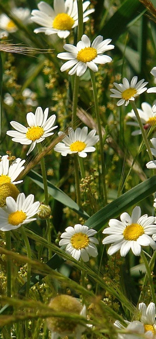 daisies, flowers, field, grass, ears