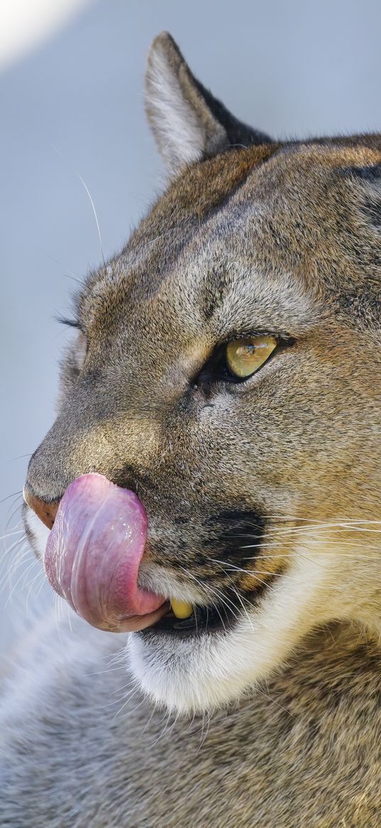 puma, protruding tongue, animal, predator, big cat