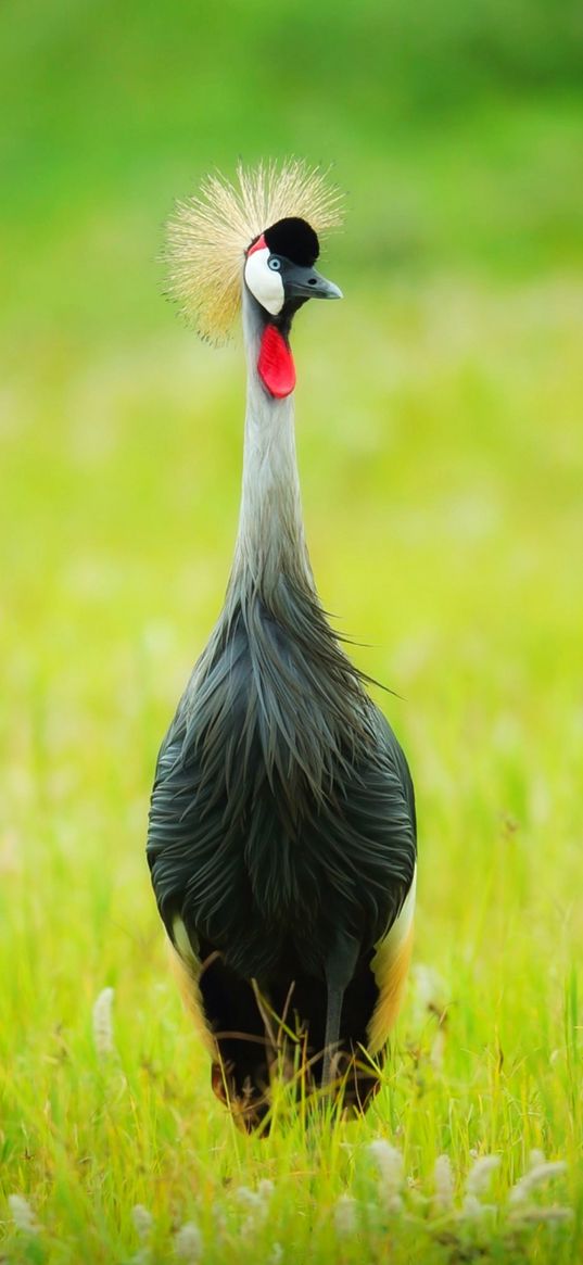 crane, bird, nature, crest, love