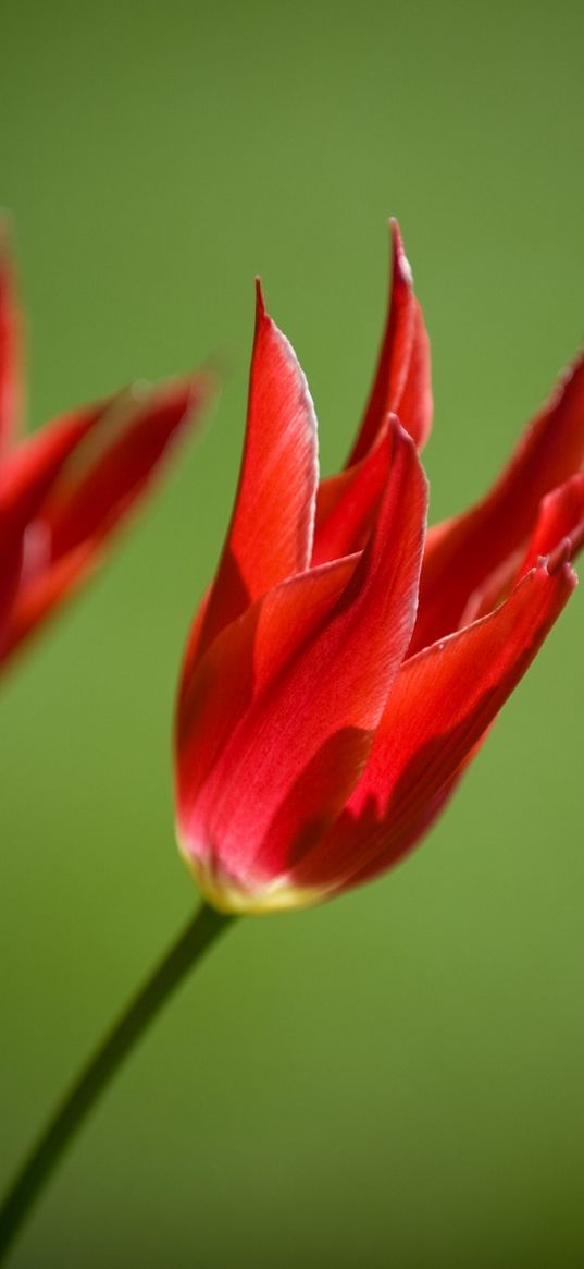 tulips, flowers, royal, two, close-up