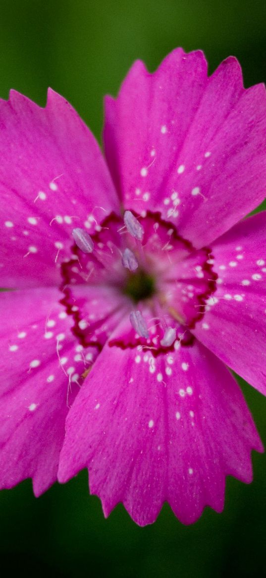 wood stud, flower, petals, stamen, close-up