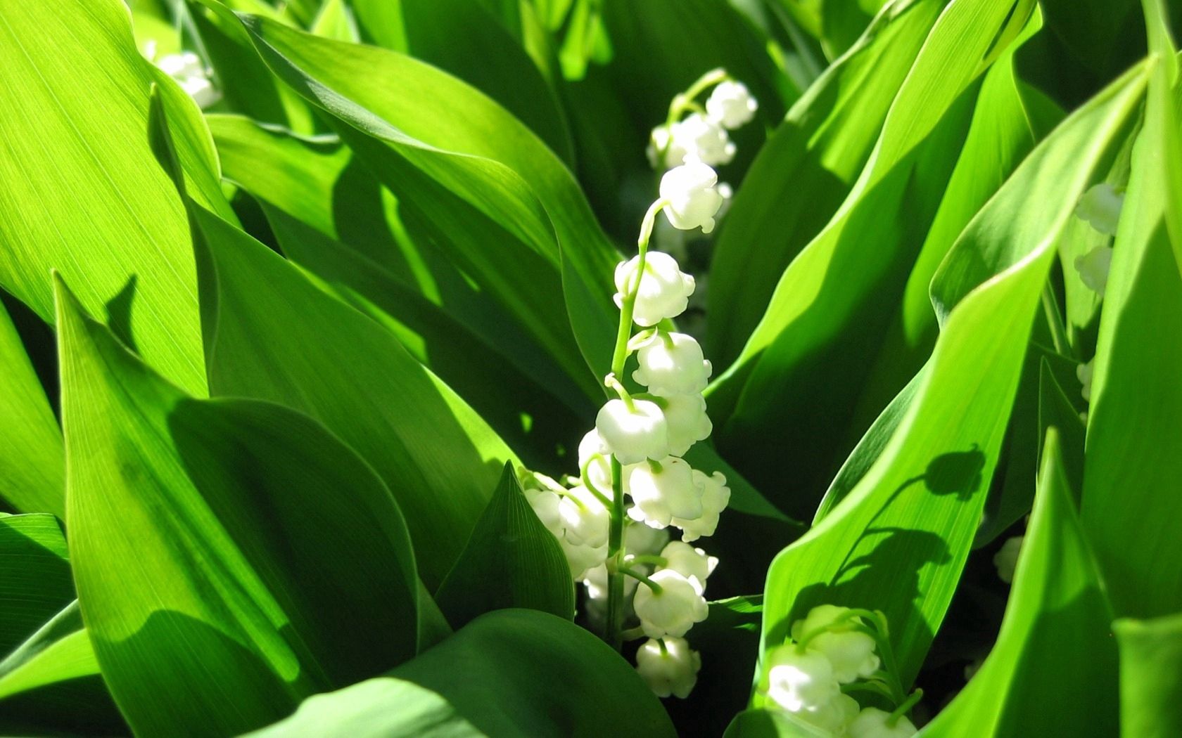 lilys of the valley, bells, leaves, shade, spring