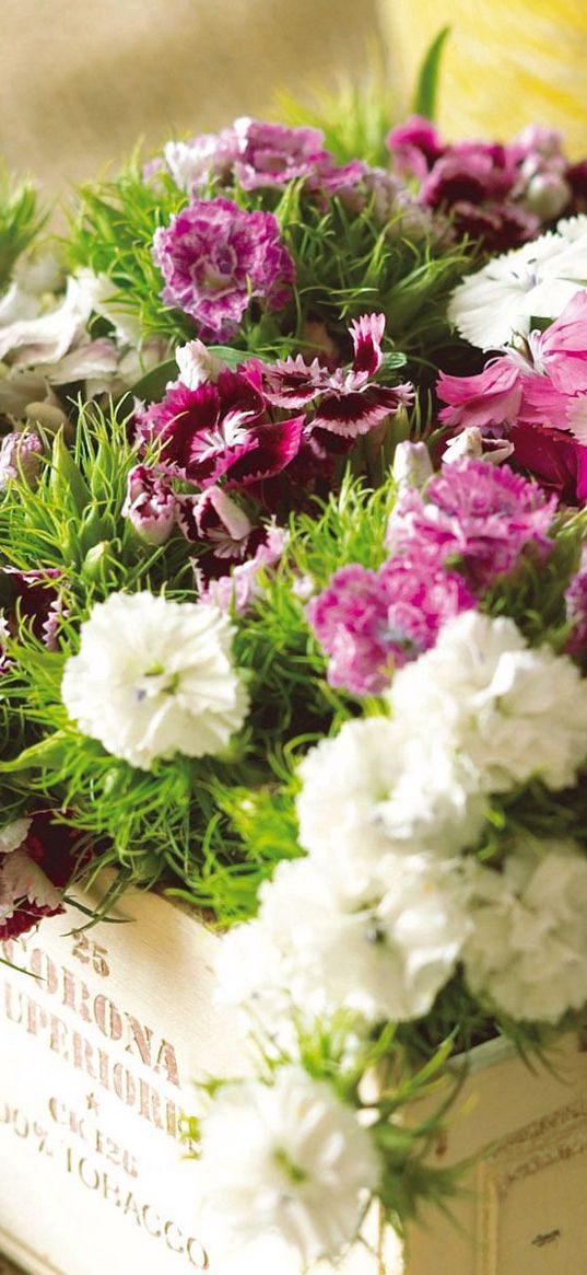 carnations, colorful, bouquet, box, grass