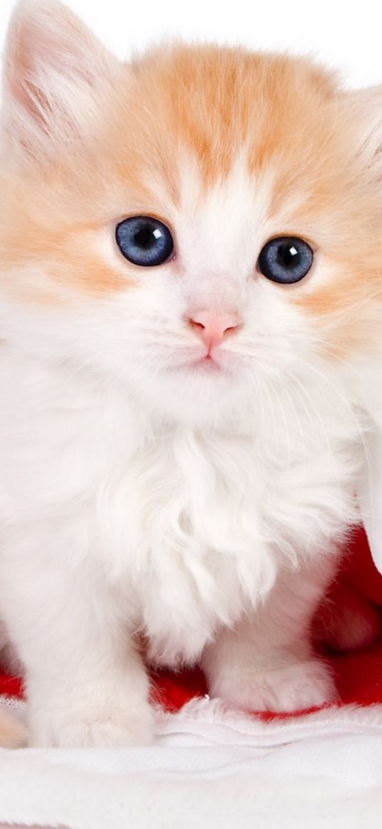 kitten, blue eyes, cute, red