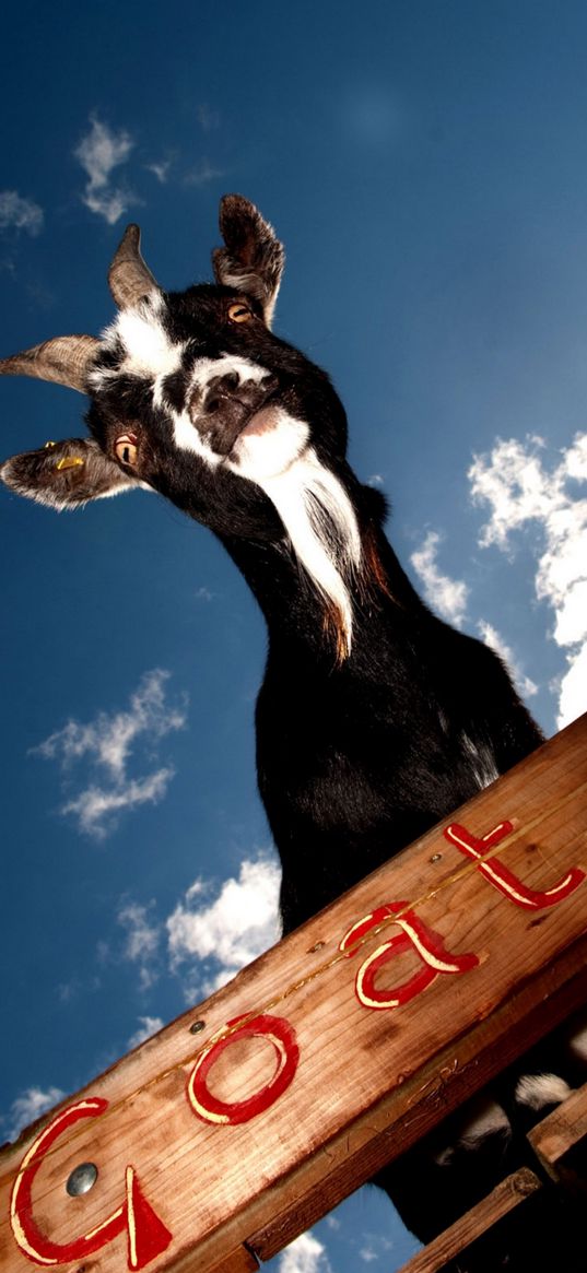 goat, animal, bottom view, sky, clouds, black